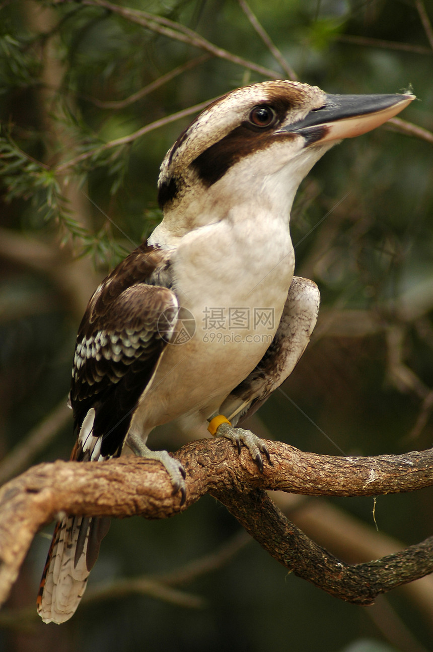 欢笑的Kookaburra动物羽毛动物群动物园图片