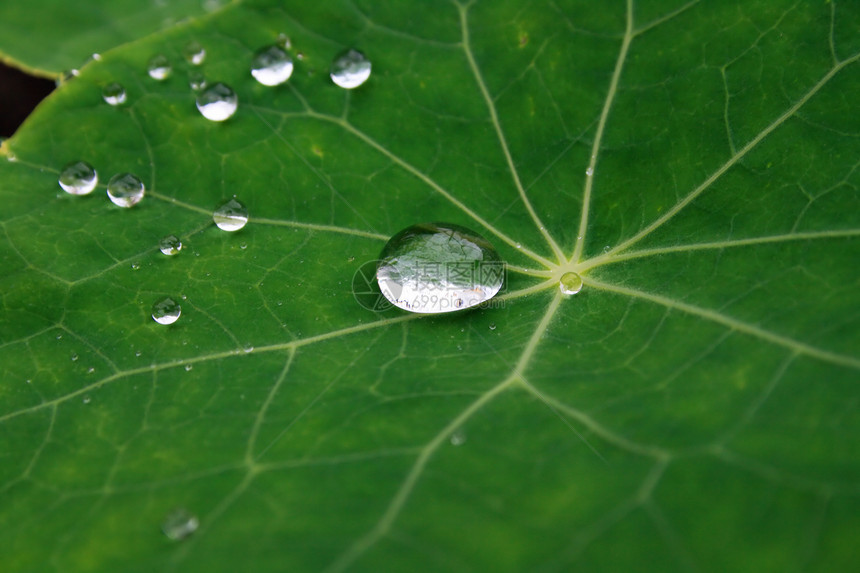 叶子上的滴滴植物雨滴静脉天体宏观环境液体圆形水平花园图片