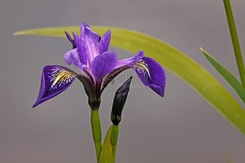 Iris 鲜花蓝色植物荒野图片