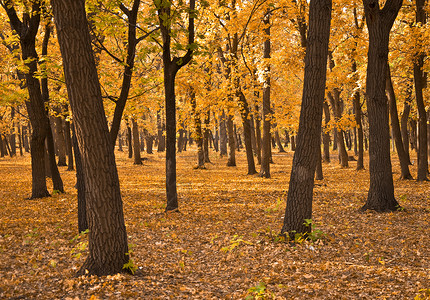 秋天森林黄色树木水平摄影阳光树干树叶背景图片