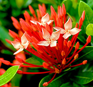 Ixora 红花高清图片