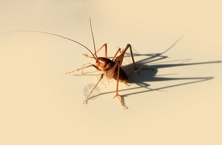 动物 昆虫 板球分支直翅目阴影专题蟋蟀文章投影高清图片