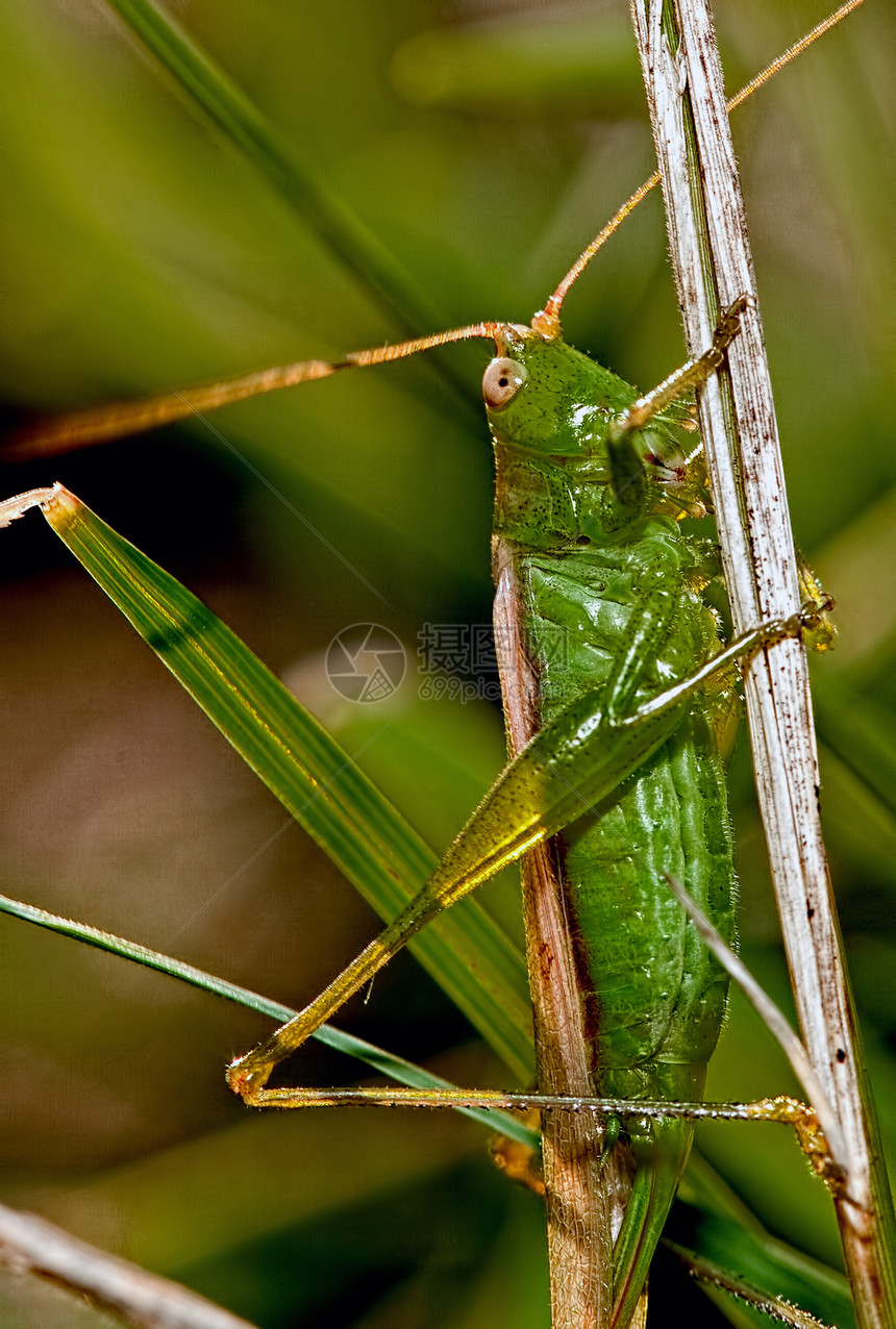 绿漏洞草料昆虫图片