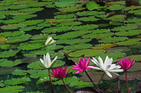 粉红和白水百合花水生植物粉色池塘白色冥想背景图片