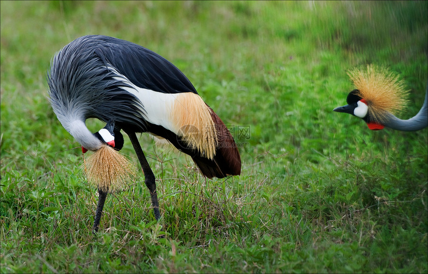 好奇心波峰热带翅膀动物群羽毛起重机鸟类野生动物国家荒野图片