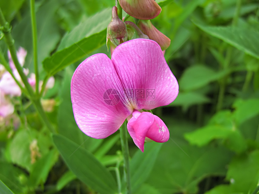 粉红花植物群绿色植物学花粉季节性农村植物花瓣乡村花园图片