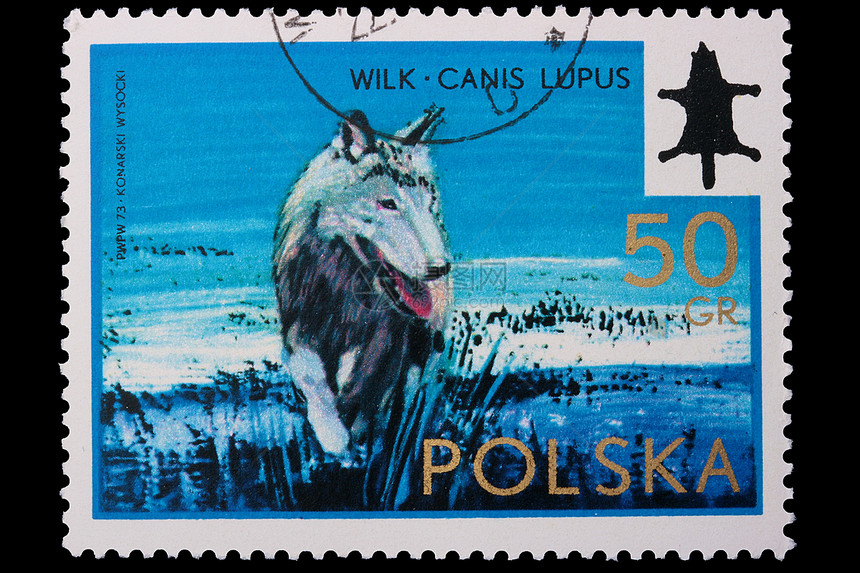 波兰 - 1973年CIRCA 一头乌狼图片