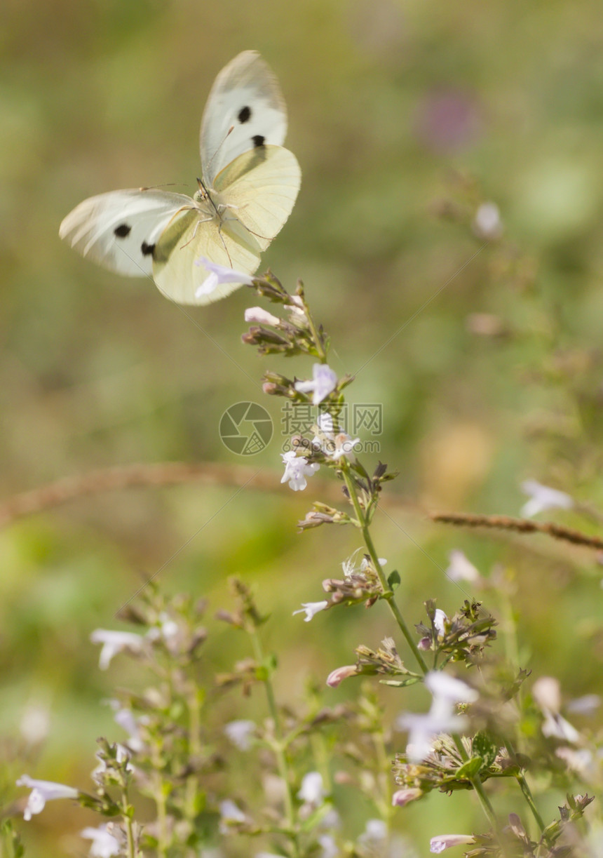 大白蝴蝶在草地花朵上吸食花蜜翅膀生活昆虫绿色白色图片