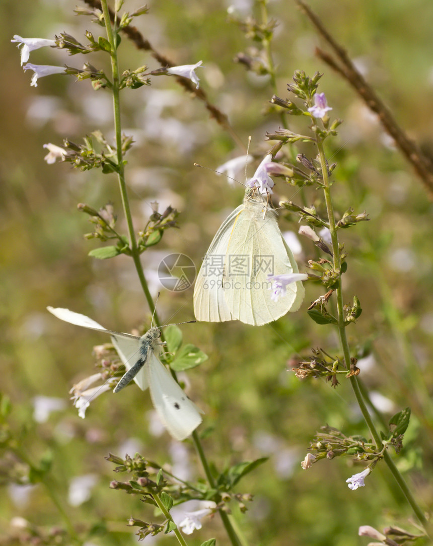 大白蝴蝶在草地花朵上吸食花蜜绿色昆虫翅膀白色生活图片