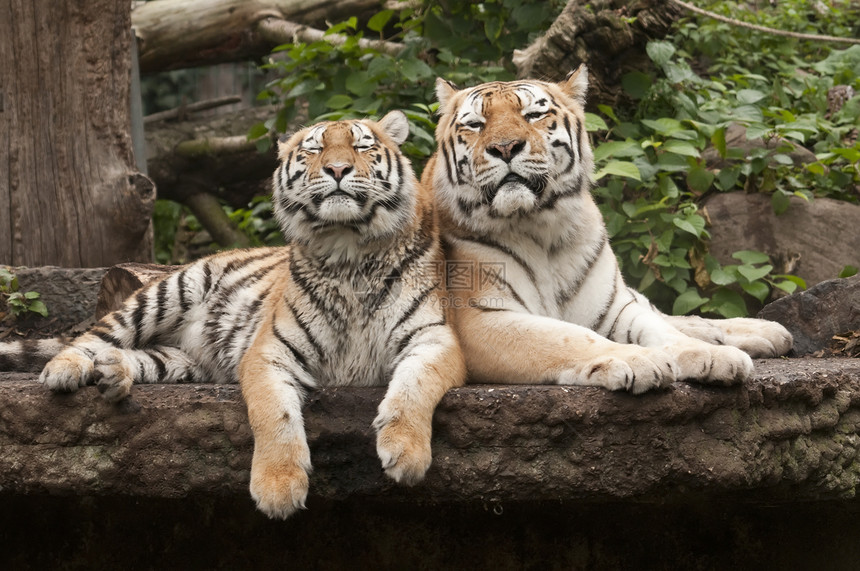 年轻和成年雄老虎野生动物猎物哺乳动物头发捕食者猎人生态丛林条纹豹属图片