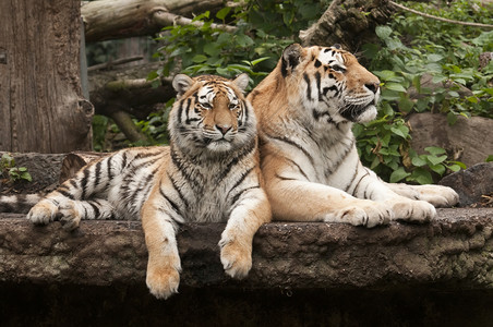 底格里斯年轻和成年雄老虎哺乳动物毛皮橙子丛林危险猎人豹属捕食者成人生态背景