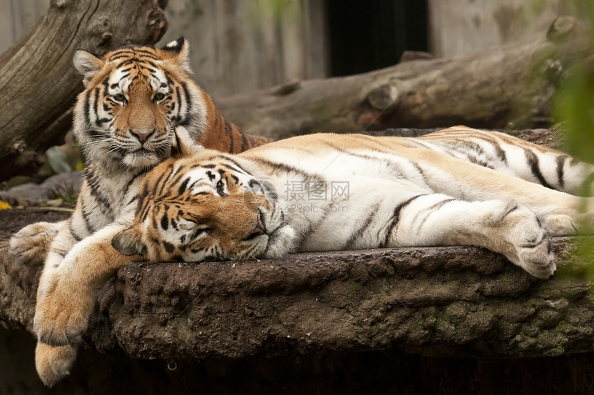 年轻和成年雄老虎哺乳动物头发野生动物条纹丛林豹属动物园危险野猫成人图片