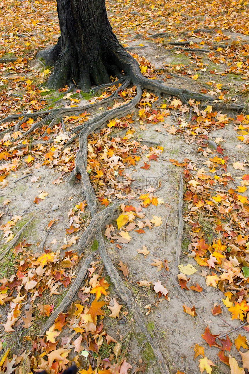美国纽约市秋季中央公园 纽约市植物木头植物群植被外观树木森林叶子公园树叶图片