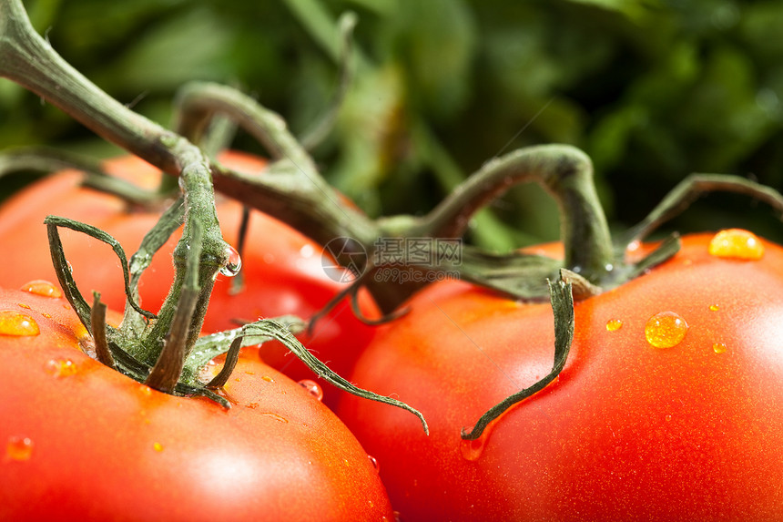 分析式番茄食物漂洗木板水果草药活力砧板午餐蔬菜西红柿图片