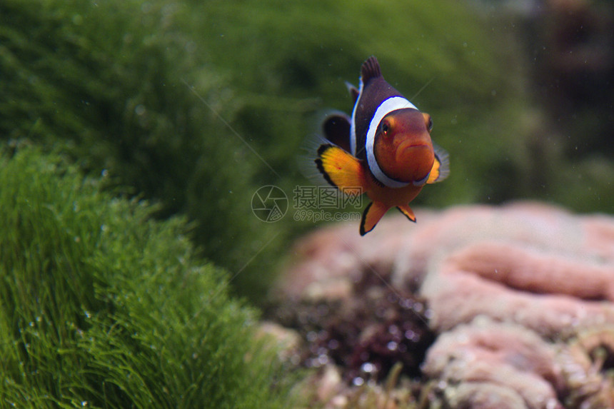 小丑鱼海洋植物潜水员海葵单眼皮海洋生物潜水热带小丑盐水图片