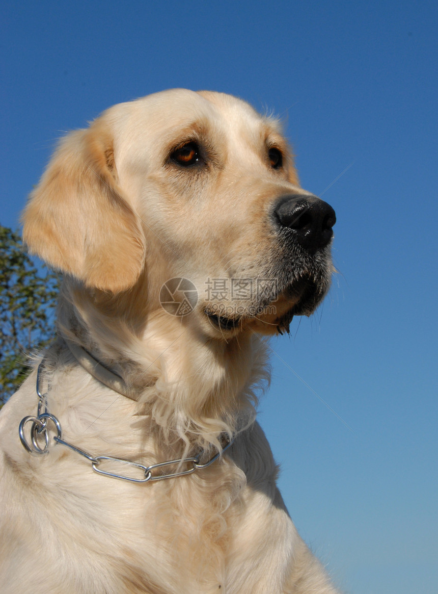 金色检索器肖像猎犬家庭猎人伴侣朋友动物宠物图片