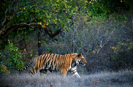 选课走班孟加拉虎动物哺乳动物野猫丛林荒野生态危险树木捕食者愤怒背景