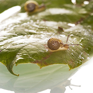 蜗牛动物叶子动作房子宏观白色背景图片