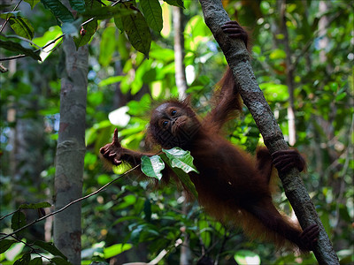 小猩猩树枝上的猩猩小熊叶子丛林婴儿雨林情调童年荒野植物头发森林背景