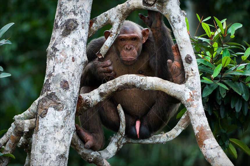 黑猩猩在树上眼睛树木森林动物野生动物头发荒野丛林濒危动物群图片