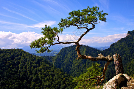 波兰最有名的松树高清图片