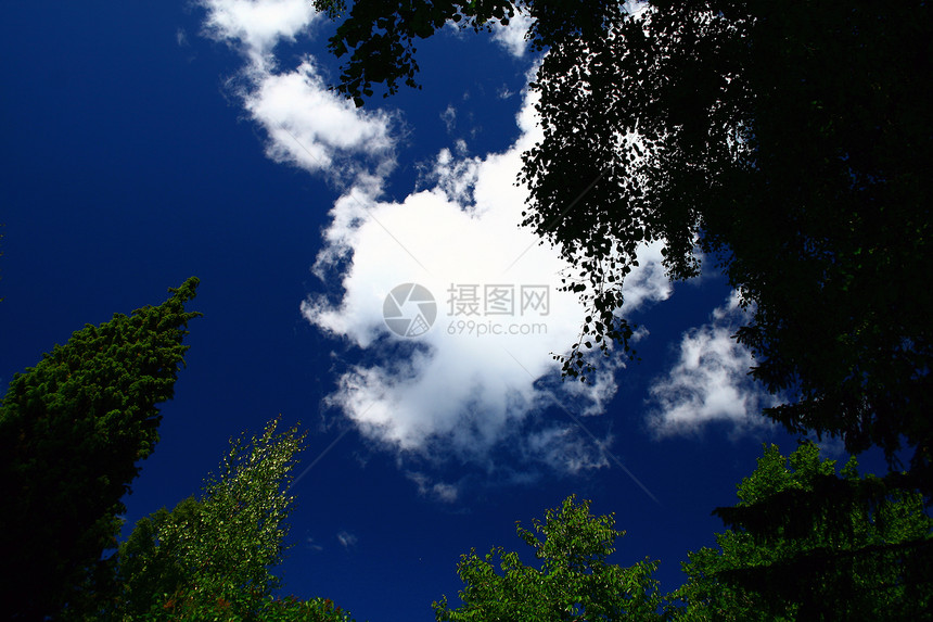 蓝天空气候预报阳光树木天空绿色天气图片