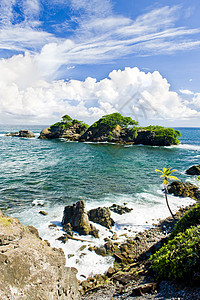特立尼达 加列拉点风景植物学植物植被植物群海岸线海湾支撑热带背景