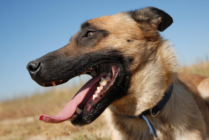 牧羊人头警卫动物舌头危险朋友牧羊犬攻击伴侣忠诚宠物图片