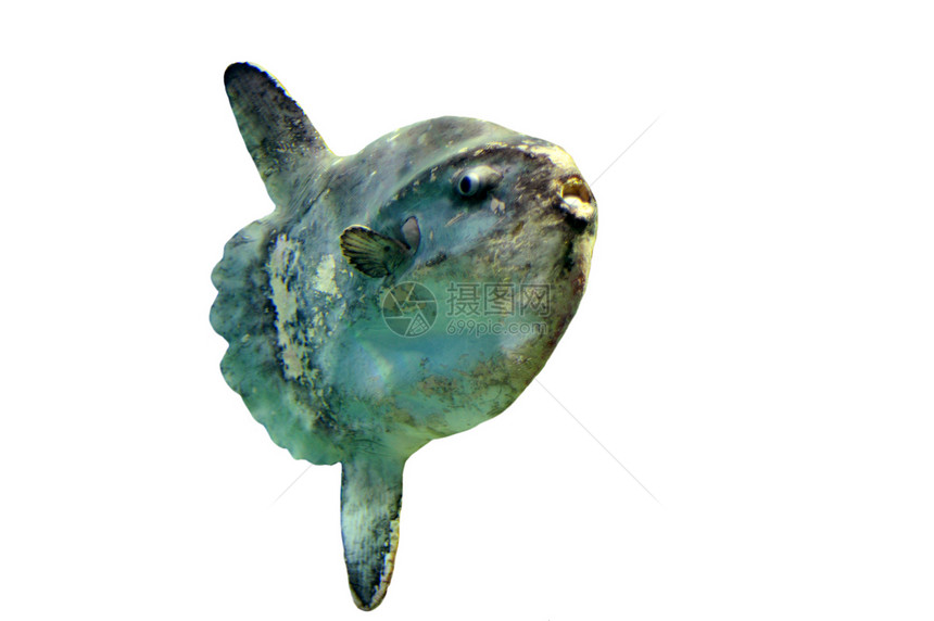 大洋太阳鱼图片