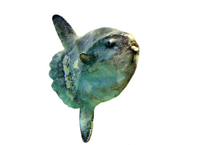 大洋太阳鱼背景图片