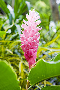 花热带植被格林纳达热带花花背景