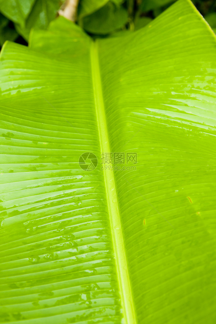 格林纳达飞沫外观树叶植物学植物群植物叶子热带背景细节图片