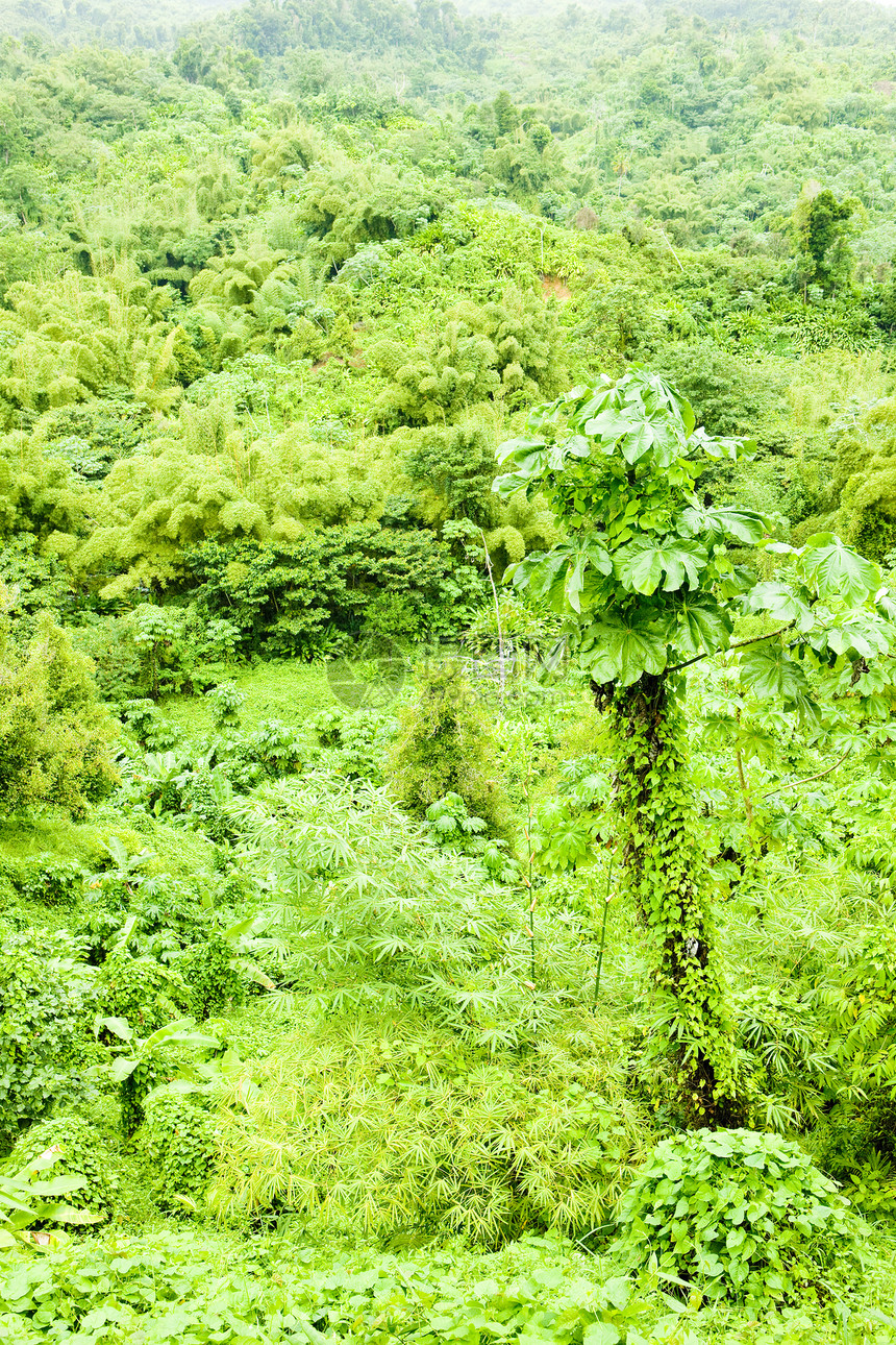 格林纳达内陆 加勒比植物热带位置外观植物学植被植物群森林旅行风景图片