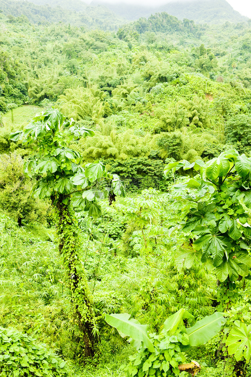 格林纳达内陆 加勒比外观世界绿色风景热带森林植物学背景植被位置图片
