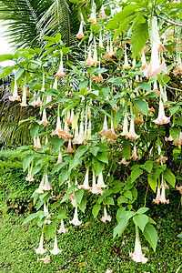花热带植被格林纳达天使号角植物学植被喇叭外观云芝热带植物群园艺花朵天使背景