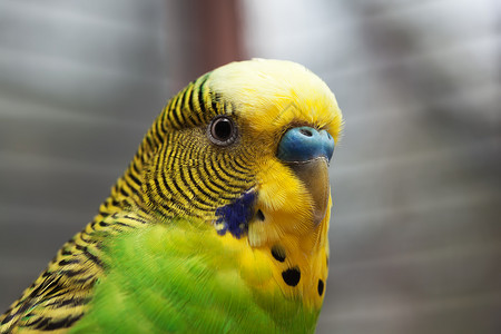 黄头鸟澳大利亚绿色鹦鹉宏观2背景