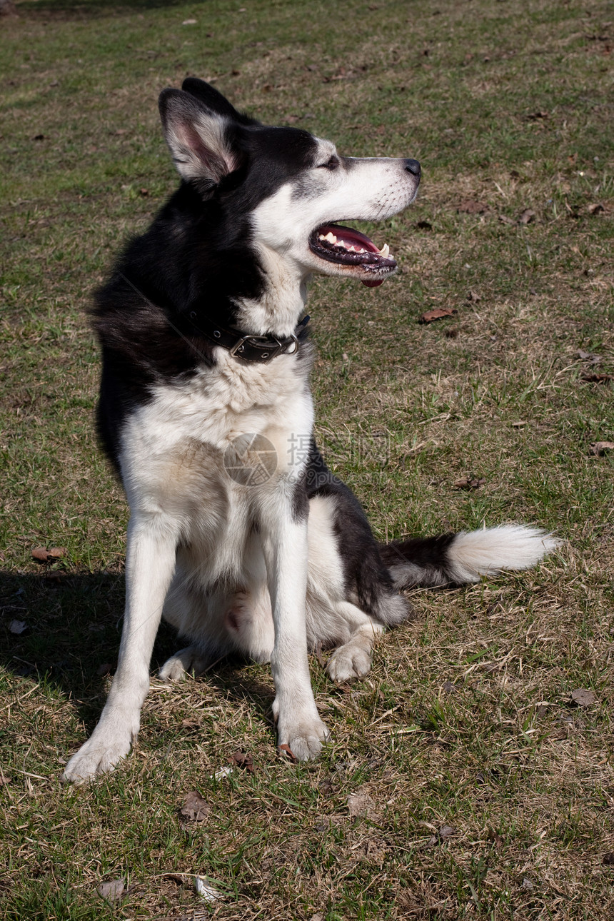 坐哈斯基晴天灰色黑色猎犬动物阳光阴影动物群绿色图片