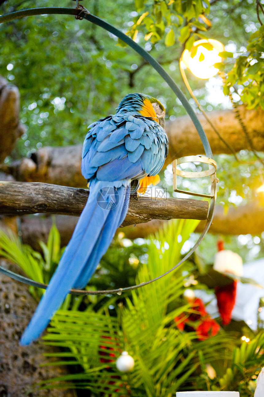 鹦鹉 基韦斯特 佛罗里达礁岛群 佛罗里达州 美国鸟类动物学动物群外观蓝色位置世界动物图片
