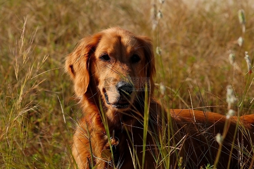 黄金寻金绿色耳朵小狗杂草场地黄色树木猎犬图片