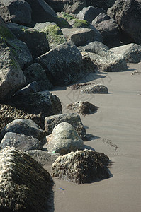 海岸线岩石藻类环境海滩海藻背景图片