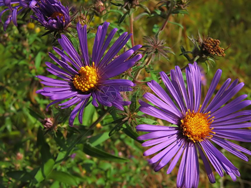 淡紫花季节园艺乡村绿色花园植物群季节性紫色植物农村图片