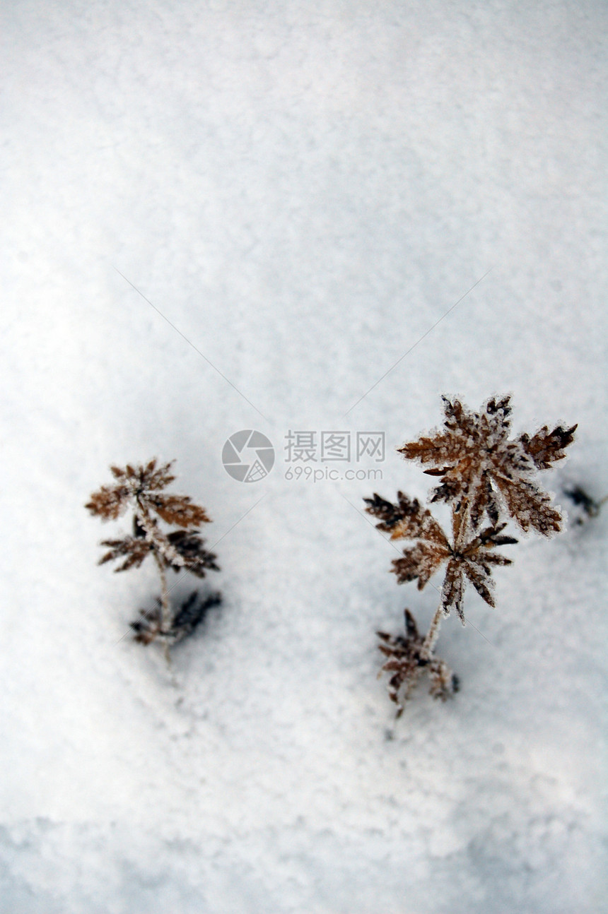 霜冻植被图片