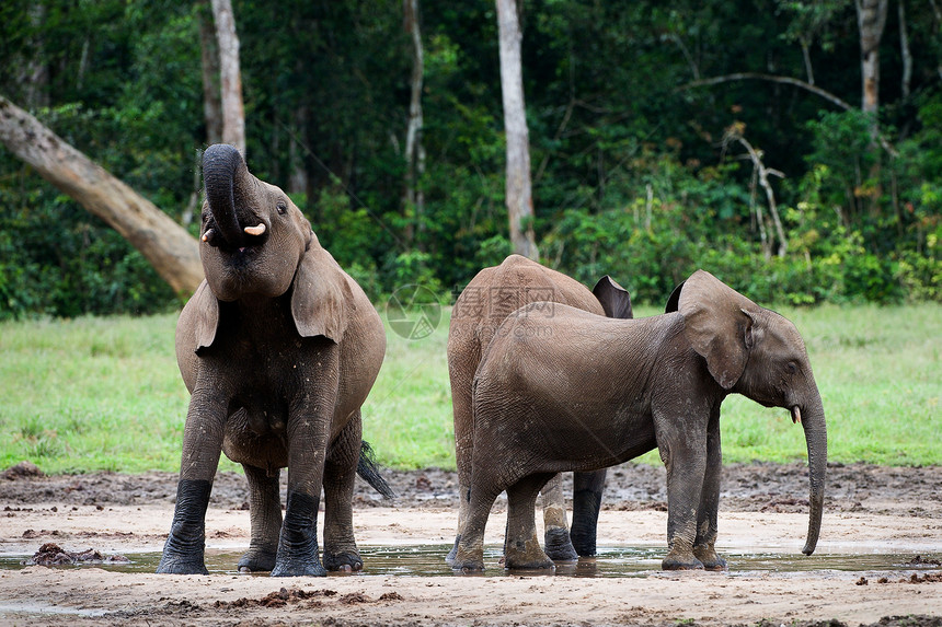 大象的饮料动物丛林团体食草危险獠牙森林野生动物生物象牙图片