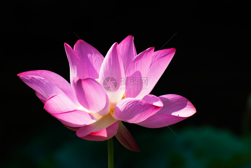 美丽的粉红色莲花花热带冥想宗教植物群百合植物阴影阳光季节沉思图片