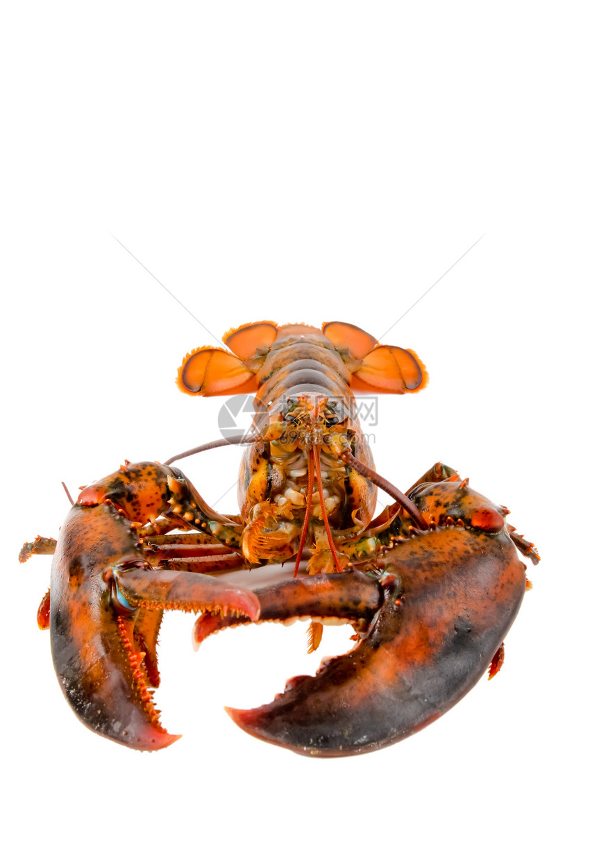新鲜活龙虾海洋海洋生物钓鱼贝类海鲜餐厅食物美食红色图片