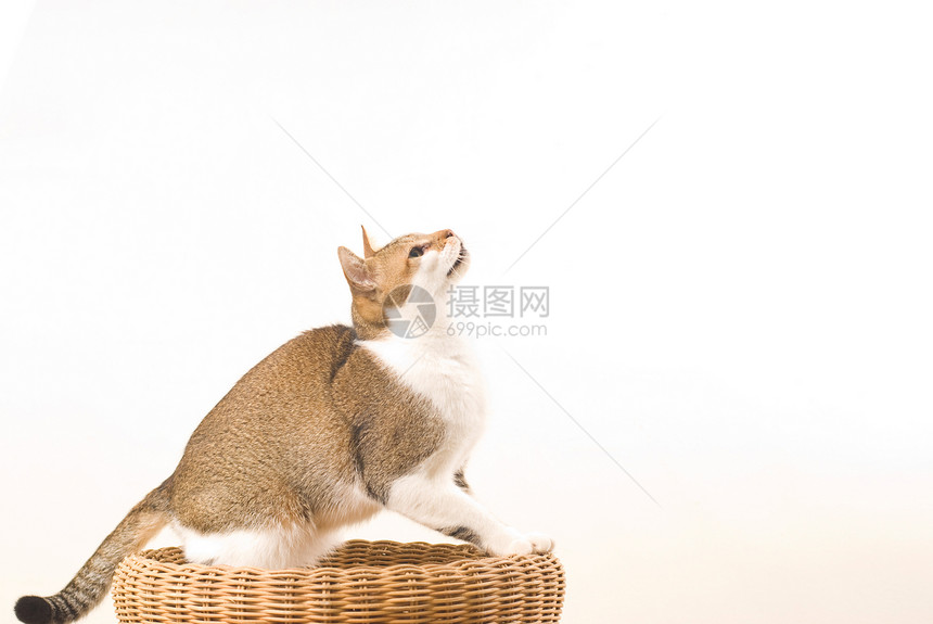 猫咪准备跳跃椅子胡须宠物老鼠条纹猫科动物冒充白色游戏动物图片