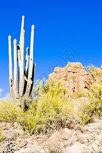 亚利桑那索诺拉索诺兰沙漠风景优美的高清图片
