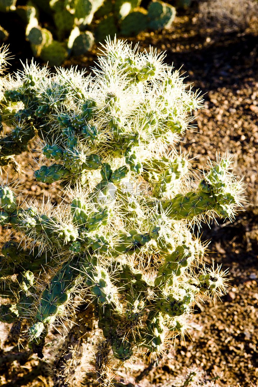 美国亚利桑那州萨瓜罗国家公园植物外观植被植物群植物学沙漠风景图片