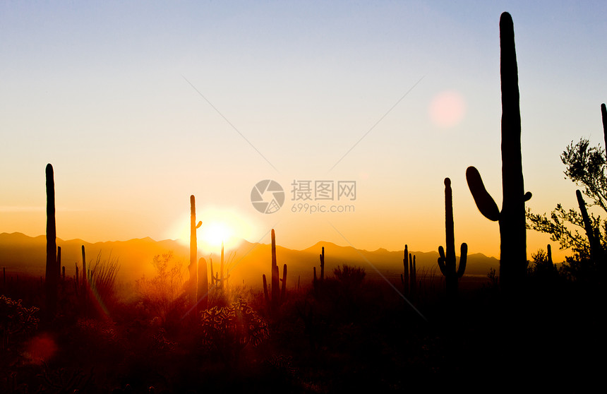 美国亚利桑那州萨瓜罗国家公园日落旅行风景世界太阳外观植被植物群植物学沙漠孤独图片