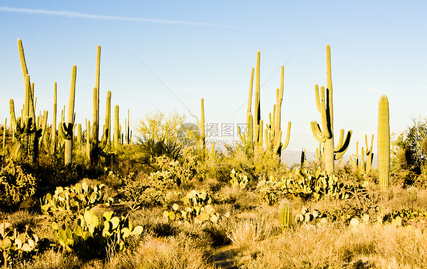 美国亚利桑那州萨瓜罗国家公园肉质植被植物植物群世界植物学外观位置沙漠风景图片